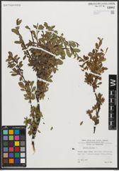 Foto von Salix retusa L.